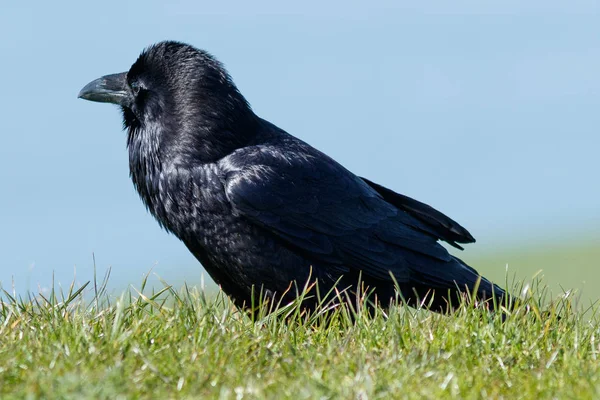 Raven andando na grama — Fotografia de Stock