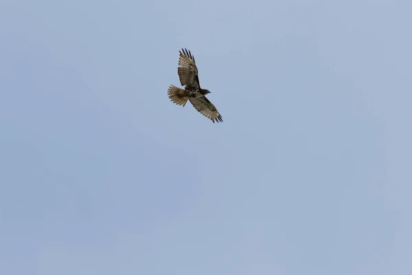 Peregrine falcon flying — Stock Photo, Image