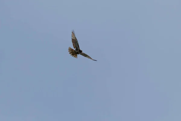 Falcão peregrino voando — Fotografia de Stock