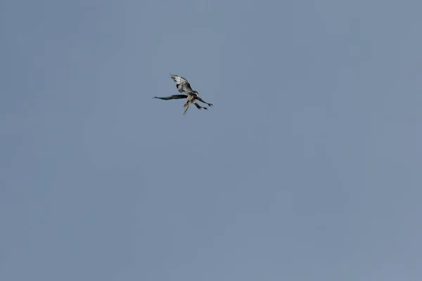 Peregrine falcon flying — Stock Photo, Image