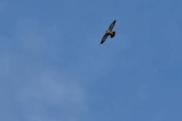 Falcão peregrino voando — Fotografia de Stock
