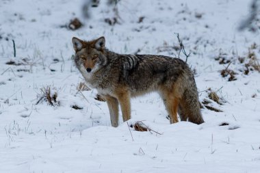 Çakal avcılık Yosemite Vadisi'nde karda