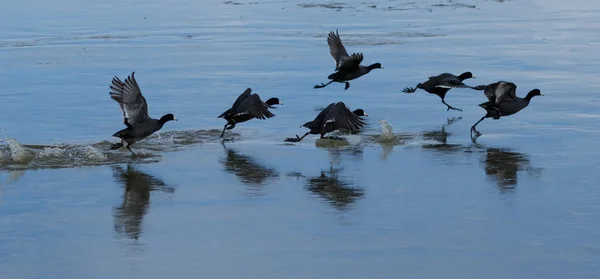 American Coots despegando del lago helado — Foto de Stock