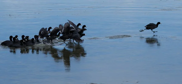 American Coots despegando del lago helado — Foto de Stock