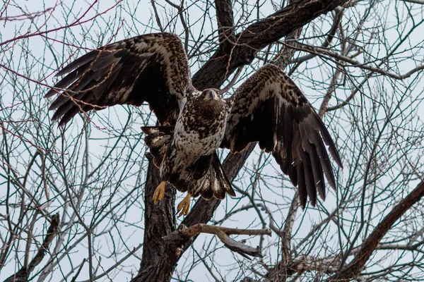 Águila calva volando (fase juvenil) ) — Foto de Stock