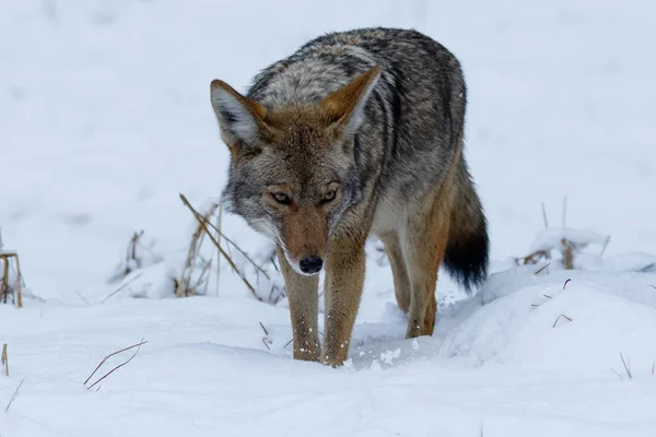 Caza de coyote en la nieve en el valle de Yosemite — Foto de Stock