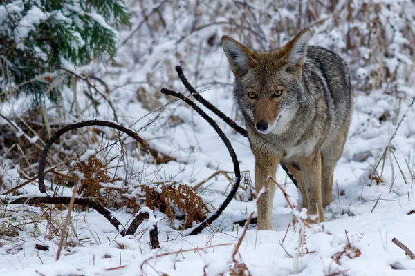 Caccia al coyote nella neve nella Yosemite Valley — Foto Stock