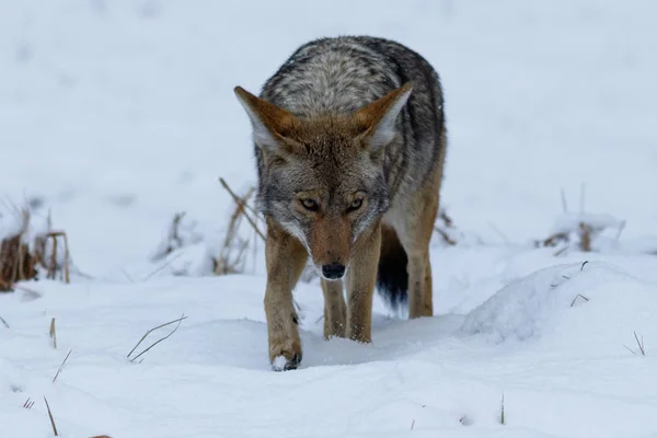 ヨセミテ バレーで雪の中でコヨーテ狩猟 — ストック写真