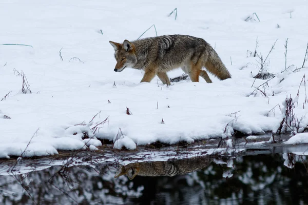 Caça de coiotes na neve em Yosemite Valley — Fotografia de Stock