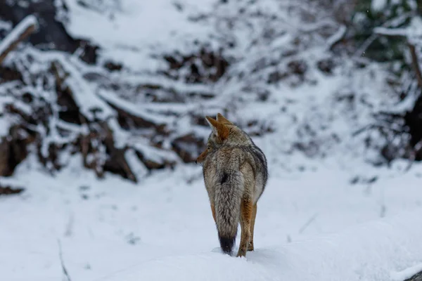 Kojotenjagd im Schnee im Yosemite-Tal — Stockfoto