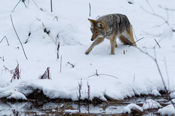 Caccia al coyote nella neve nella Yosemite Valley — Foto Stock