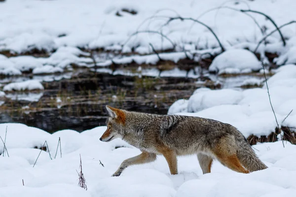 Κυνήγι κογιότ στο χιόνι στην κοιλάδα Yosemite — Φωτογραφία Αρχείου