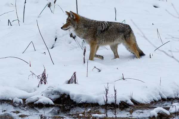 Caccia al coyote nella neve nella Yosemite Valley — Foto Stock