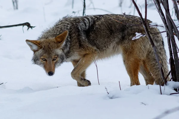 Caça de coiotes na neve em Yosemite Valley — Fotografia de Stock