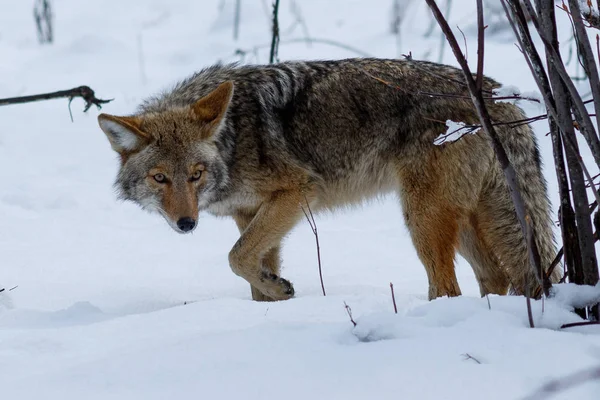 Coyote jakt i snön i Yosemite Valley — Stockfoto