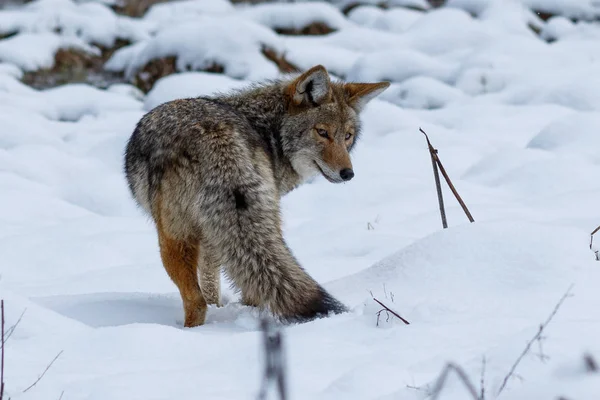 Κυνήγι κογιότ στο χιόνι στην κοιλάδα Yosemite — Φωτογραφία Αρχείου