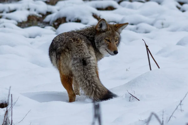 Kojot lov na sněhu v Yosemite Valley — Stock fotografie