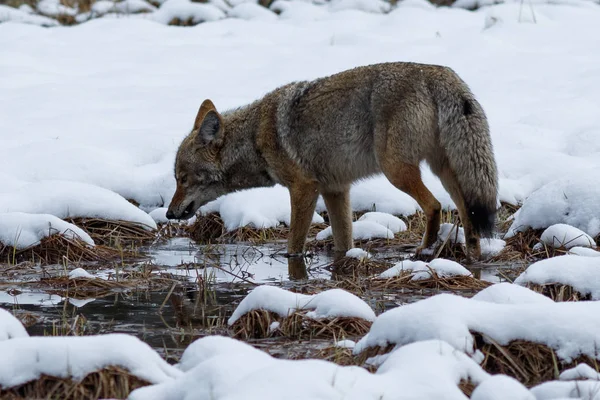 Agua potable de coyote en la nieve en el valle de Yosemite — Foto de Stock