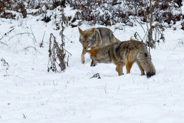 Caccia al coyote nella neve nella Yosemite Valley — Foto Stock