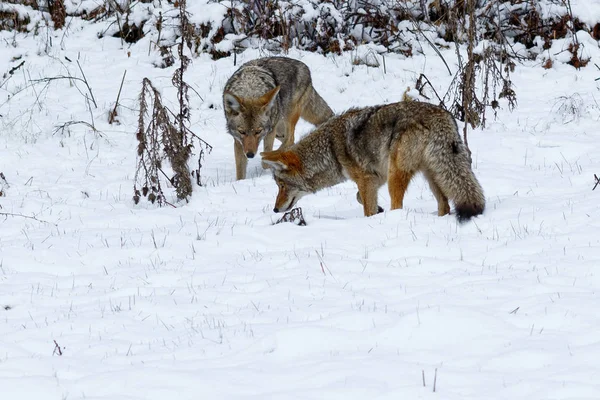 Caça de coiotes na neve em Yosemite Valley — Fotografia de Stock