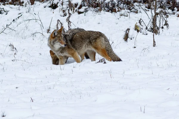 Caccia al coyote nella neve nella Yosemite Valley — Foto Stock