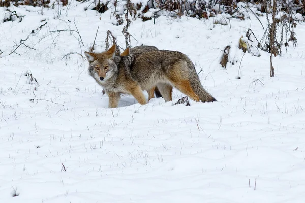 Caza de coyote en la nieve en el valle de Yosemite — Foto de Stock