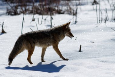 Çakal avcılık Yosemite Vadisi'nde karda