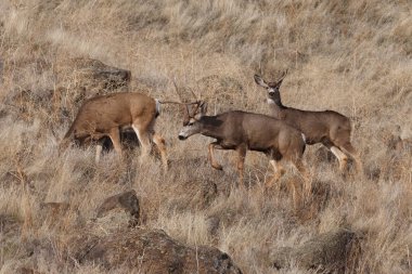 Mule Deer buck clipart