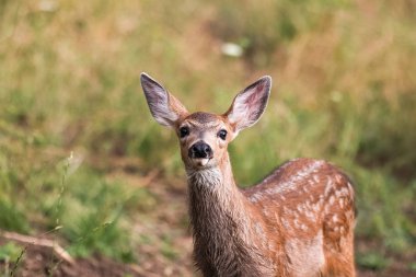 Ak kuyruklu geyik geyik yavrusu