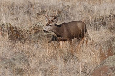 Katır Geyiği Buck