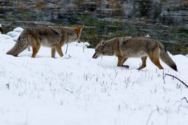 Caça de coiotes na neve em Yosemite Valley — Fotografia de Stock