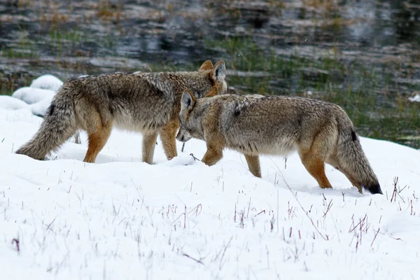 Polowanie Coyote na śniegu, w dolinie Yosemite — Zdjęcie stockowe