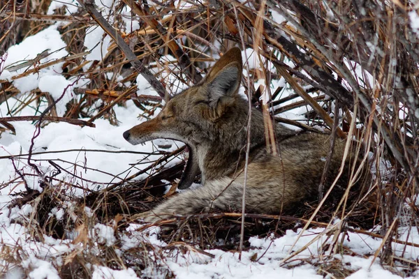 Coyote descansando bajo un arbusto y bostezando en la nieve en Yosemite —  Fotos de Stock