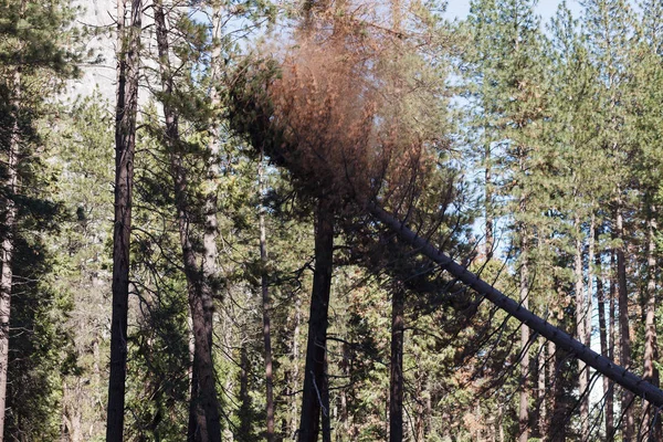 Yosemite tree cutting in Yosemite Valley — Stock Photo, Image