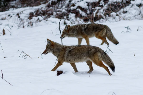 Caza de coyote en la nieve en el valle de Yosemite — Foto de Stock