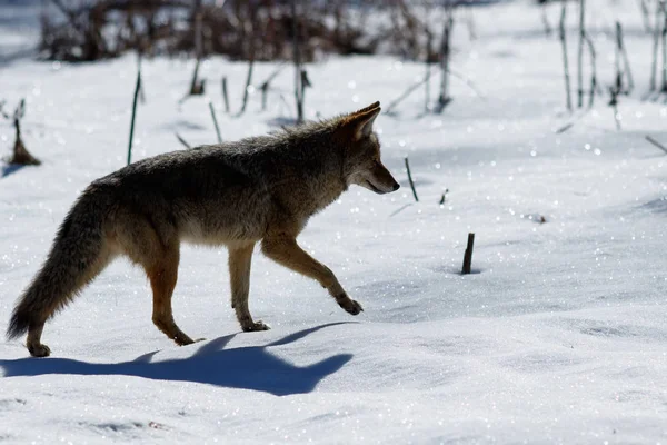 Kojot lov na sněhu v Yosemite Valley — Stock fotografie