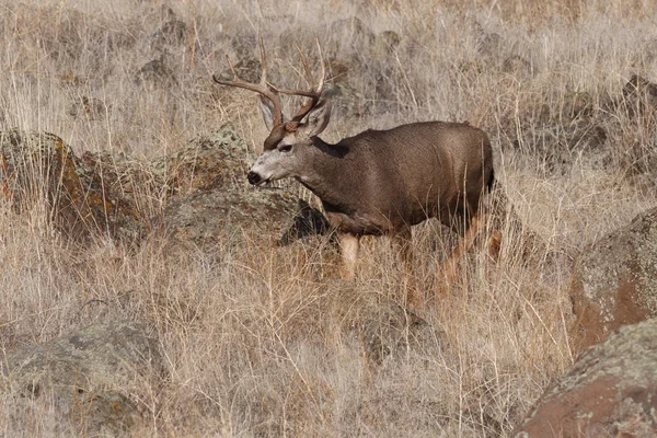 Ciervo de mula Buck — Foto de Stock