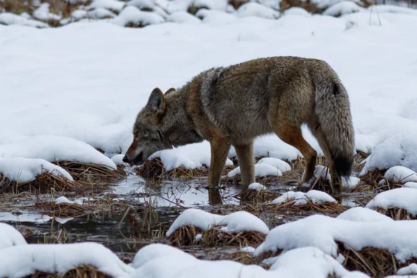 Acqua potabile coyote nella neve nella Yosemite Valley — Foto Stock