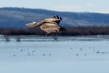 Kırmızı - kuyruklu şahin uçuş