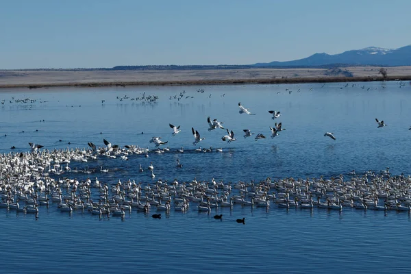 Migración de gansos de nieve — Foto de Stock