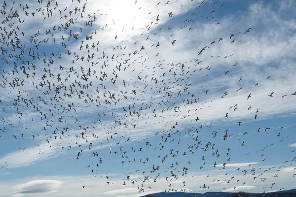 Migração de gansos da neve — Fotografia de Stock