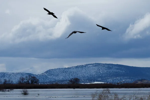 Ravens en vuelo — Foto de Stock