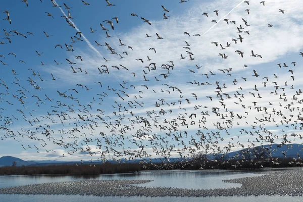 Migración de gansos de nieve — Foto de Stock