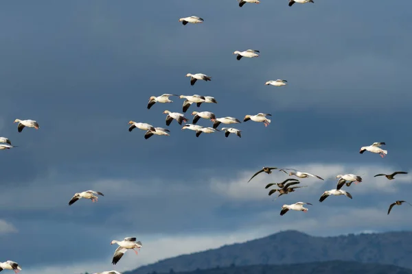 Migración de gansos de nieve — Foto de Stock