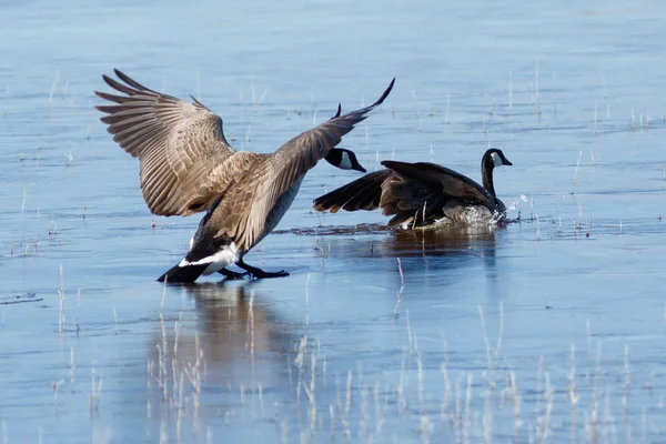 Канадские гуси вылетают из ледяного озера — стоковое фото