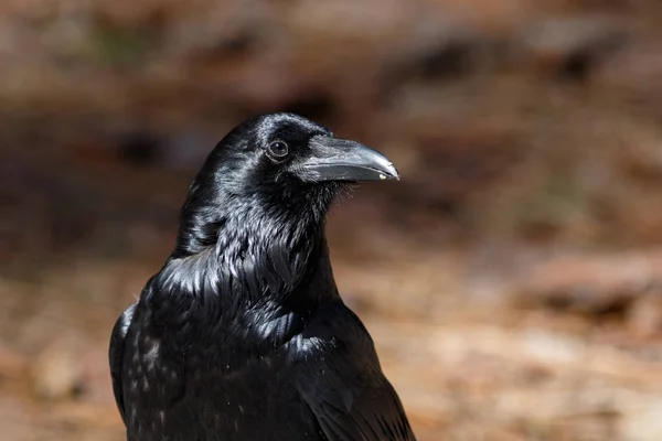 Raven no Vale de Yosemite — Fotografia de Stock