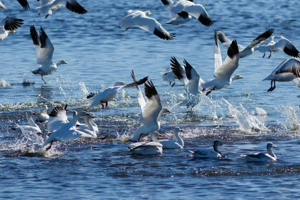 Migración de gansos de nieve — Foto de Stock