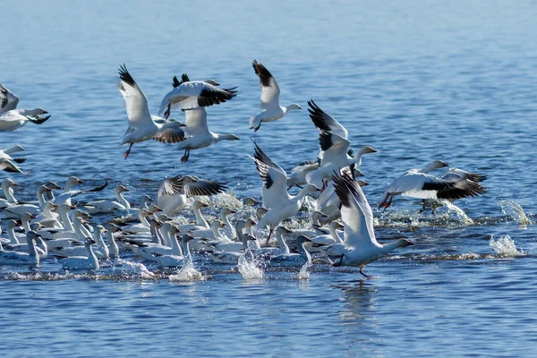 Migración de gansos de nieve — Foto de Stock