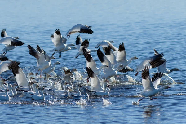 Migración de gansos de nieve — Foto de Stock