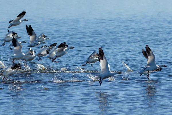 Migración de gansos de nieve — Foto de Stock